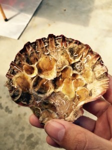 Juvenile flat oyster on scallop shell. Photo: Ben Cleveland