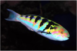 A sixbar wrasse- our model reef fish species in Moorea. Photo: wetwebmedia.com